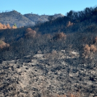 La basuraleza aumenta el riesgo de incendios forestales