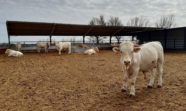 Subvenciones para fomentar las razas autóctonas españolas en Extremadura