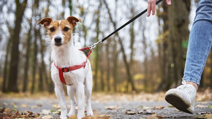 Conoce la nueva ley del Gobierno que protege a los animales frente al maltrato