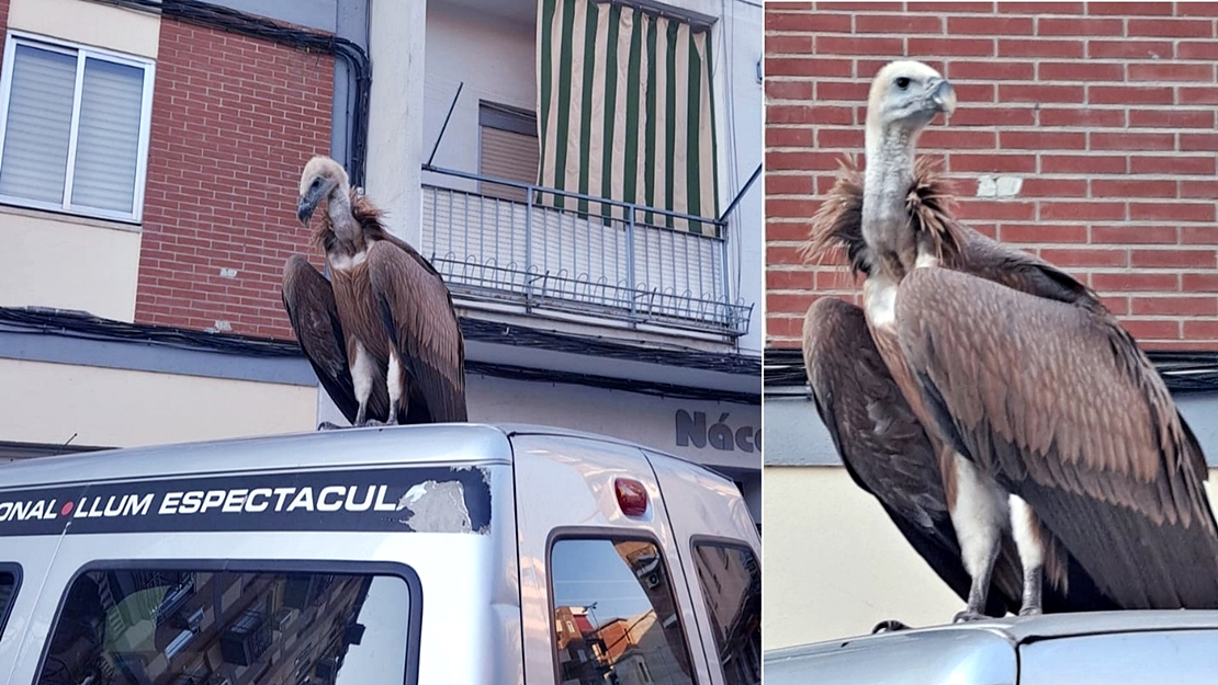 Rescatan a un buitre leonado de las calles de Plasencia