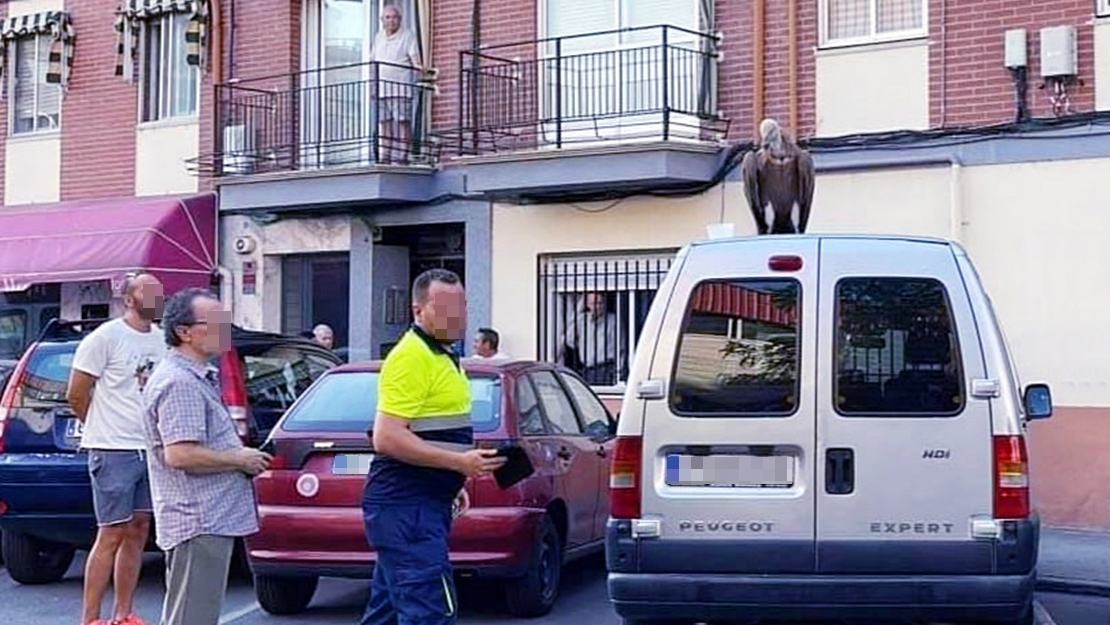 Rescatan a un buitre leonado de las calles de Plasencia