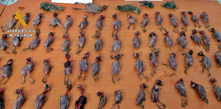 Pillado capturando pájaros con artes prohibidas en la provincia de Badajoz