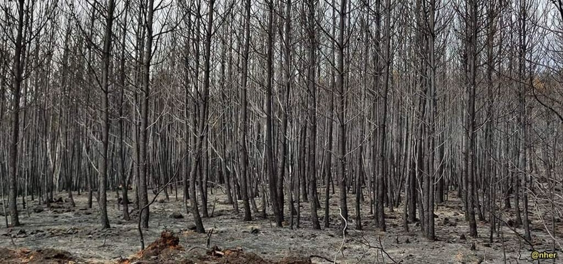 Manifestación en contra de las situaciones vividas con los incendios en Extremadura