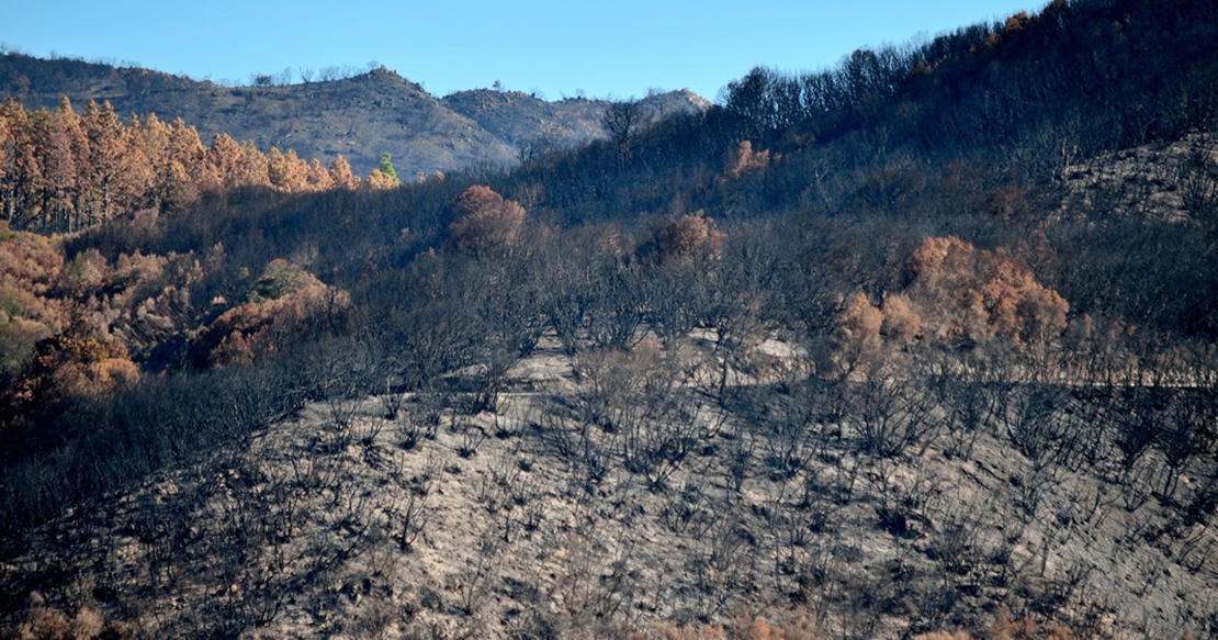 La basuraleza aumenta el riesgo de incendios forestales