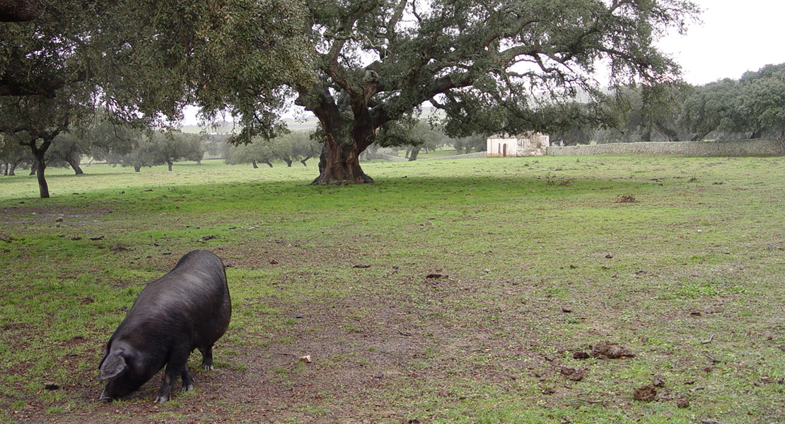 APAG Extremadura solicita ayudas para el cerdo ibérico, el olivar, la viña o el cereal