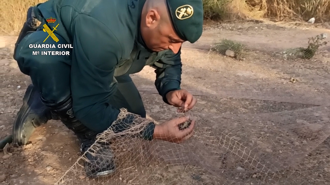 La Guardia Civil libera más de 270 aves capturadas ilegalmente