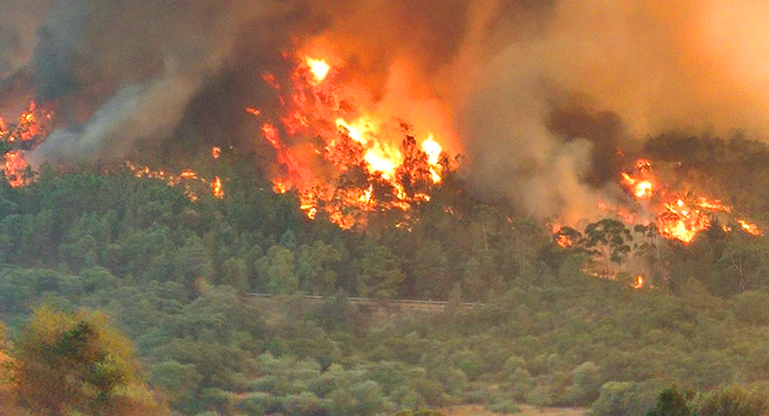 ¿Qué ocurrirá con el terreno arrasado en Monfragüe este verano?