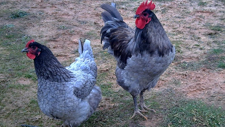 Conoce a una gallina autóctona de Extremadura