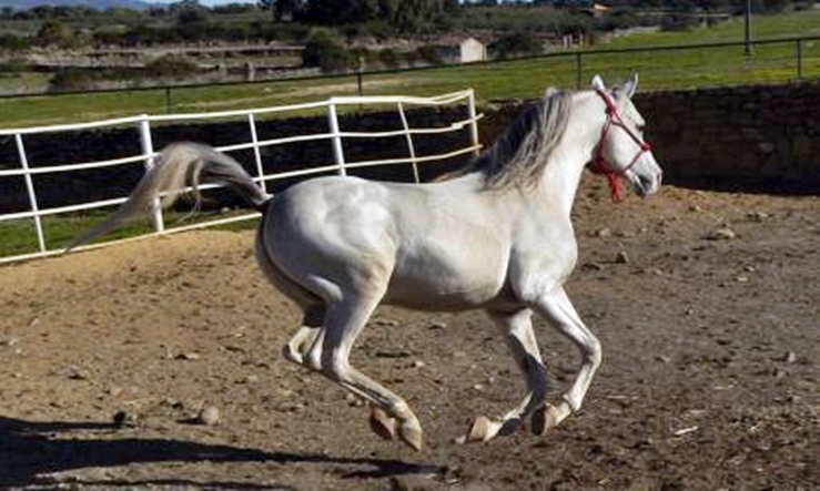 Ayudas a la cría, selección y doma de caballos de silla en Extremadura