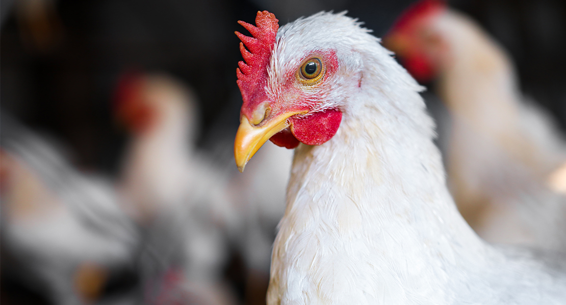 Los granjeros de pollo se unen en su grito de auxilio: “Estamos pagando la factura de la inflación”