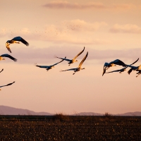 Paso decisivo para la conservación de la biodiversidad extremeña