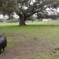 APAG Extremadura solicita ayudas para el cerdo ibérico, el olivar, la viña y el cereal