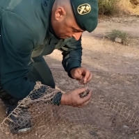 La Guardia Civil libera más de 270 aves capturadas ilegalmente