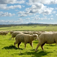 Notifican la resolución de las ayudas para compensar los efectos de la guerra de Ucrania en Extremadura