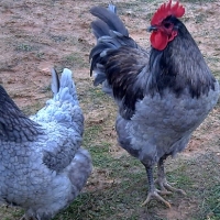 Conozca más sobre esta raza autóctona de Extremadura