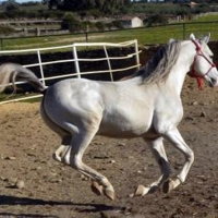 Ayudas a la cría, selección y doma de caballos de silla en Extremadura