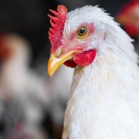 Granjeros de pollo lanzan un grito de auxilio: “Estamos pagando la factura de la inflación”