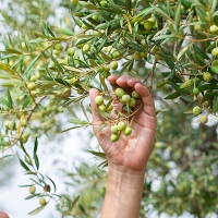 El sector se planta: no se recogerán más aceitunas en Extremadura hasta alcanzar un acuerdo