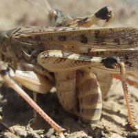 Medidas  para controlar la langosta mediterránea en Extremadura