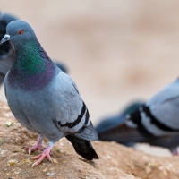 Mérida intenta reducir la población de palomas colocando jaulas