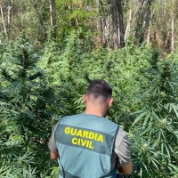 Operación TRAPPER en Extremadura: desmantelan 300 plantas de marihuana y trampas