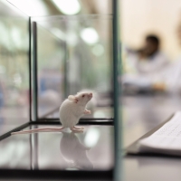 Más de 1 millón de ciudadanos europeos exigen el fin de las pruebas con animales