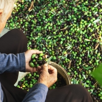 Se le acaba el tiempo a los agricultores extremeños: &quot;La aceituna se pone negra&quot;