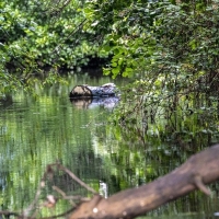 Restauración de riberas y prevención de incendios forestales en el entorno del río Ruecas