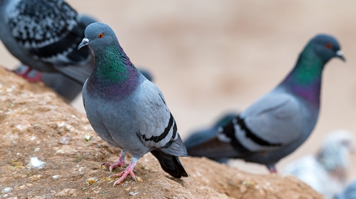 Mérida intenta reducir la población de palomas colocando jaulas