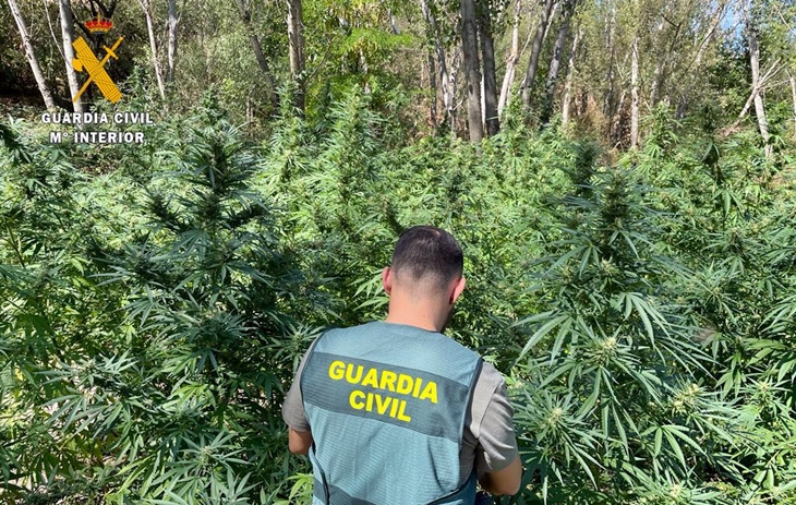 Operación TRAPPER en Extremadura: desmantelan 300 plantas de marihuana y trampas