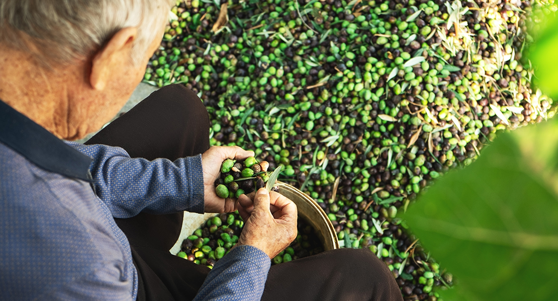 Se le acaba el tiempo a los agricultores extremeños: &quot;La aceituna se pone negra&quot;