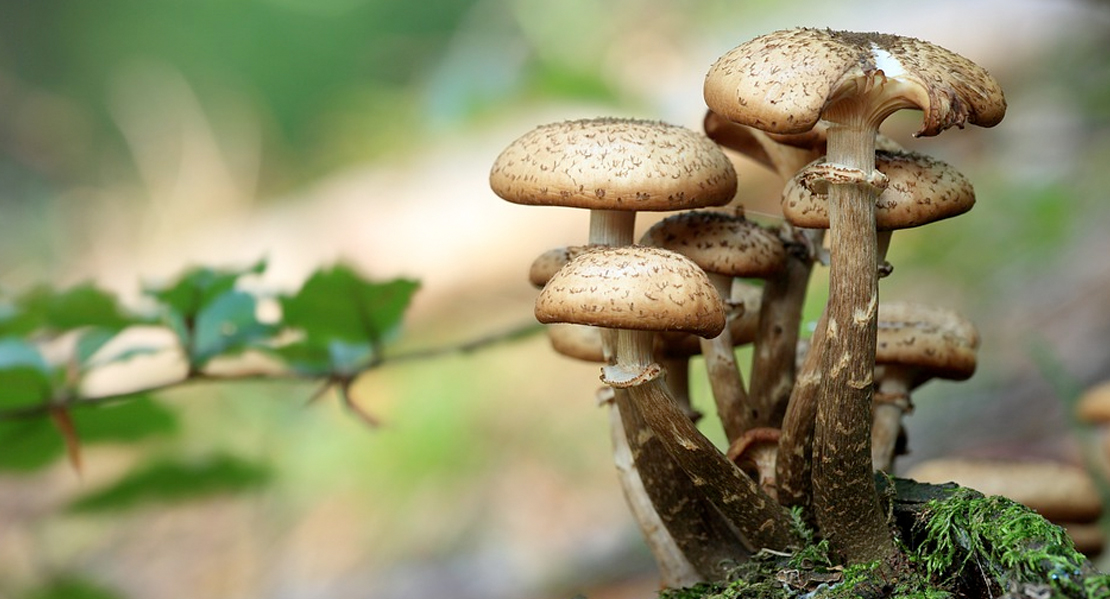 La Diputación de Badajoz oferta cursos para diversificar la explotación forestal