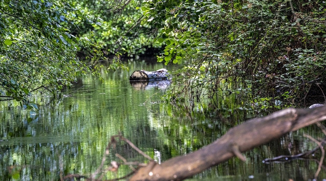 Restauración de riberas y prevención de incendios forestales en el entorno del río Ruecas