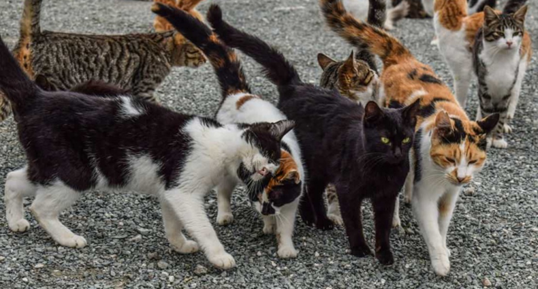 El Ayto. de Badajoz espera esterilizar entre 150 y 200 gatos en la ciudad