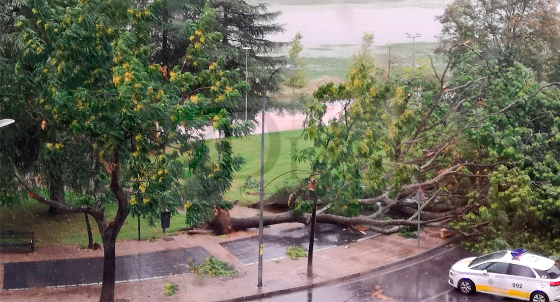 Caen dos árboles al suelo en la avenida Santa Marina de Badajoz