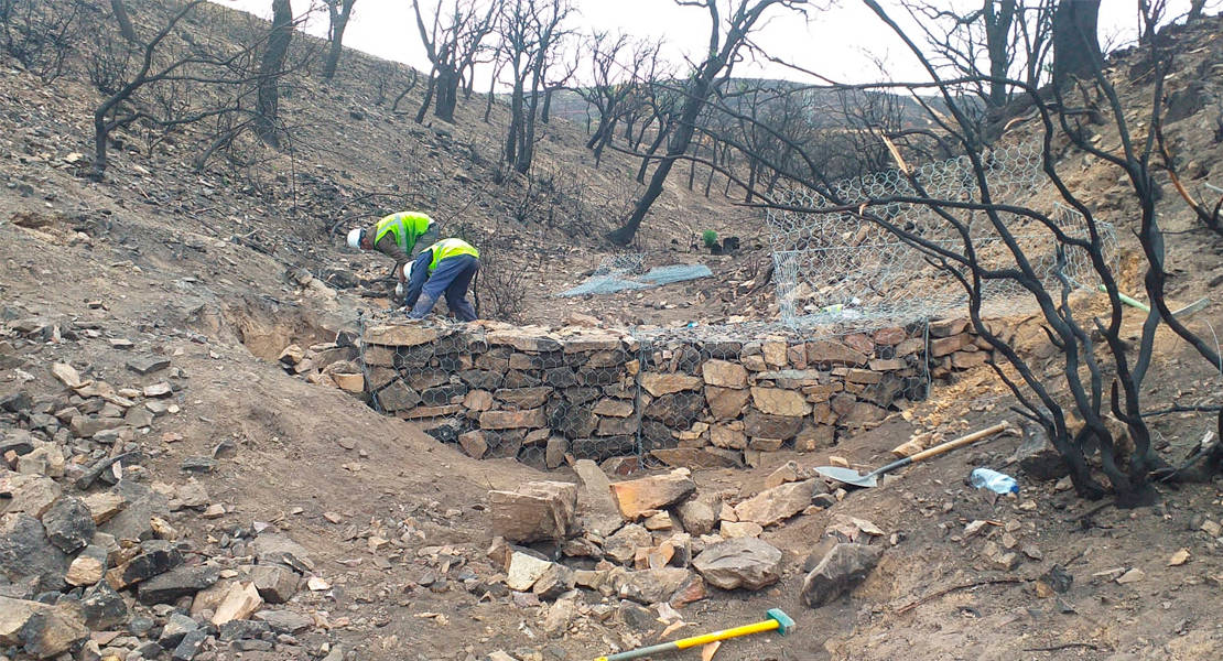 Así avanza la restauración de la zona quemada en el incendio a las puertas de Monfragüe