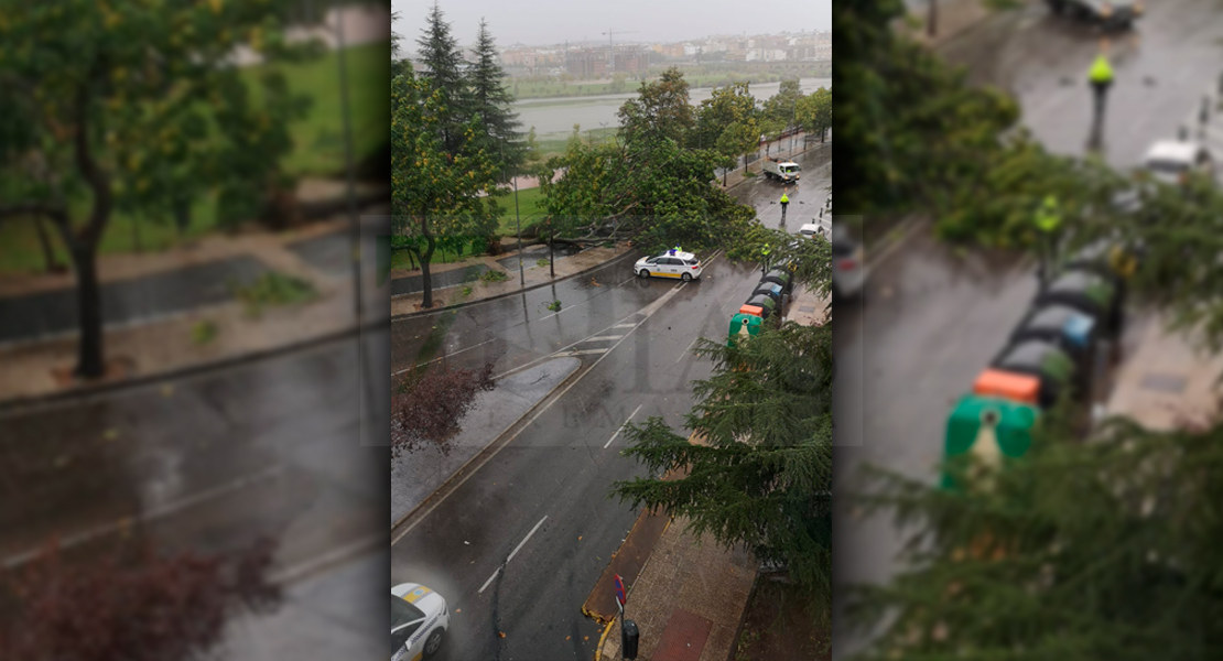 Caen dos árboles al suelo en la avenida Santa Marina de Badajoz