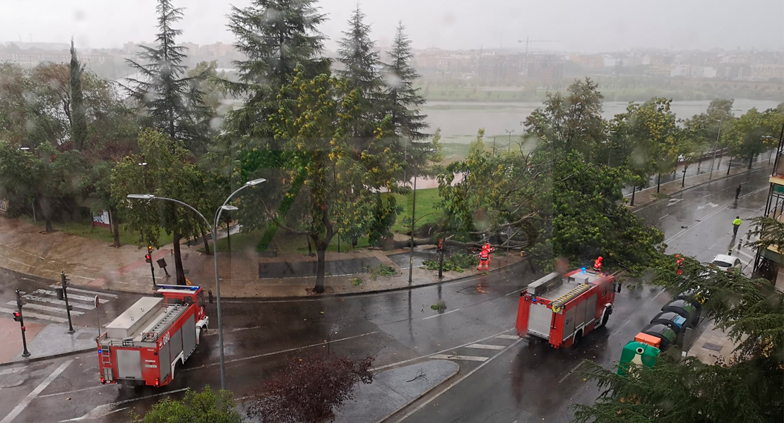 Caen dos árboles al suelo en la avenida Santa Marina de Badajoz