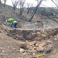 Así avanza la restauración de la zona quemada en el incendio a las puertas de Monfragüe