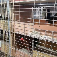 Detenido un veterinario por cortar ilegalmente crestas a más de 4.000 gallos para peleas