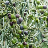 La Unión Extremadura exige ayudas para los agricultores del sector de la aceituna