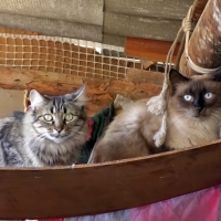 Califican de “parche” el programa para controlar las colonias felinas en Badajoz