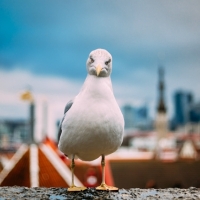 Las plagas de aves: una amenaza que pone en riesgo el patrimonio histórico