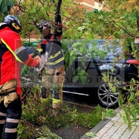 Continúan cayendo árboles en Badajoz