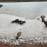 Retiran cerca de dos toneladas de peces muertos en la presa de Villar del Rey