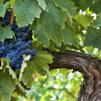 Premio nacional para la Ruta del Vino y del Cava Ribera del Guadiana