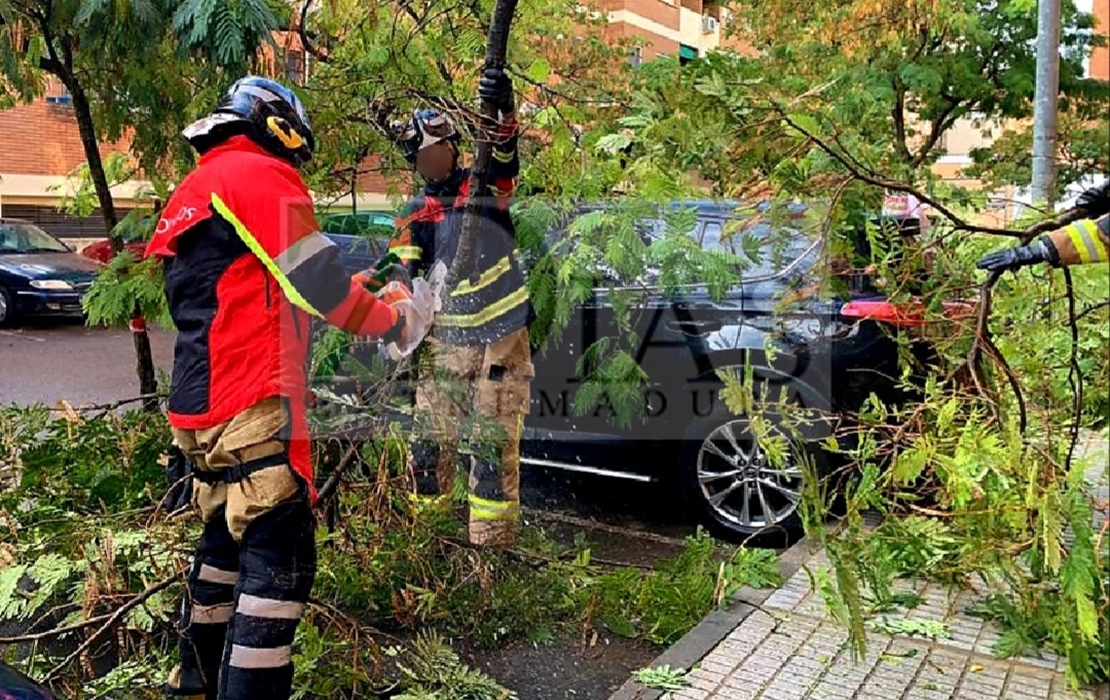 Continúan cayendo árboles en Badajoz
