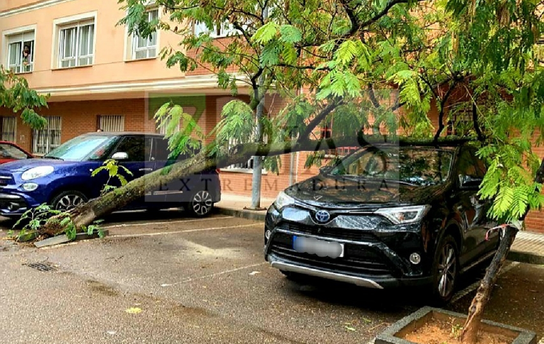 Continúan cayendo árboles en Badajoz