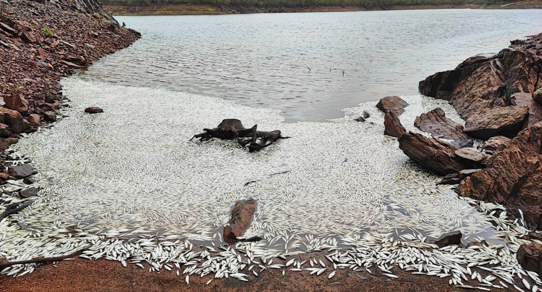 Retiran cerca de dos toneladas de peces muertos en la presa de Villar del Rey