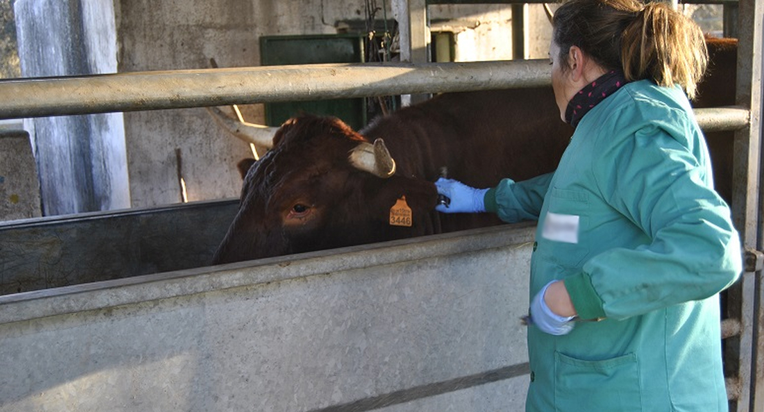 Ayudas para repoblar de ganado bovino, ovino y caprino Extremadura